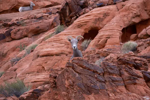 Photo of Desert Bighorn Sheep in Valley of Fire State Park