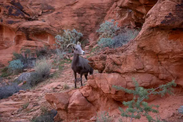 Photo of Desert Bighorn Sheep in Valley of Fire State Park