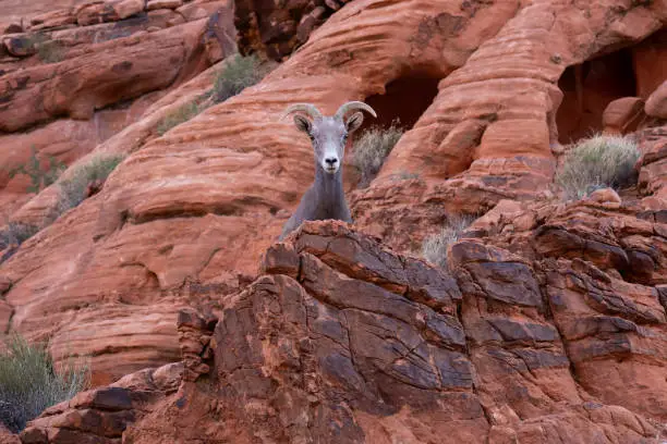 Photo of Desert Bighorn Sheep in Valley of Fire State Park