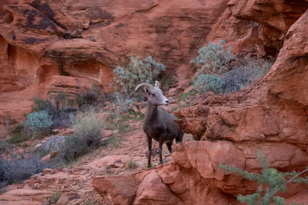 Photo of Desert Bighorn Sheep in Valley of Fire State Park