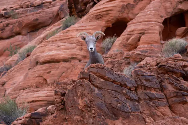 Photo of Desert Bighorn Sheep in Valley of Fire State Park