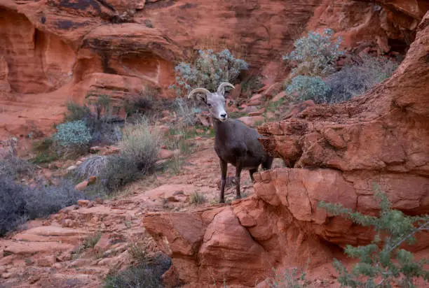 Photo of Desert Bighorn Sheep in Valley of Fire State Park