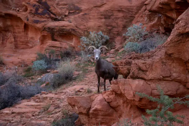 Photo of Desert Bighorn Sheep in Valley of Fire State Park