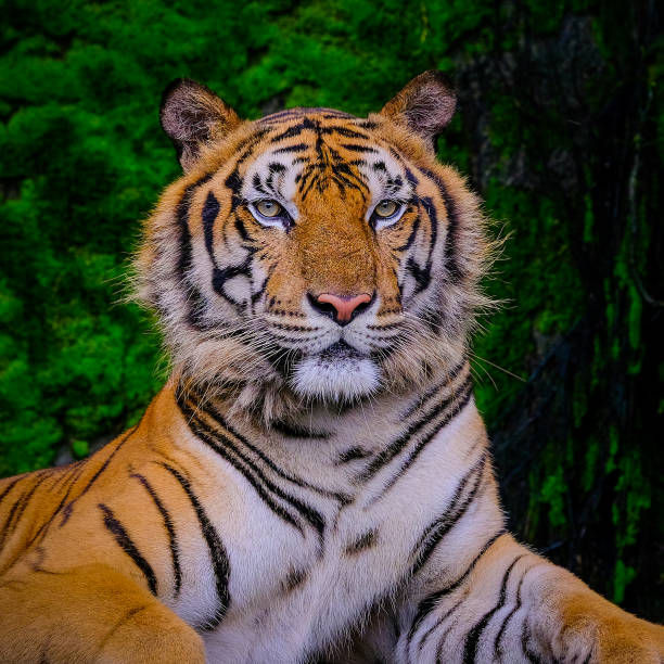 istock Bengal tiger resting Near with green moss from inside the jungle zoo . 1077888414