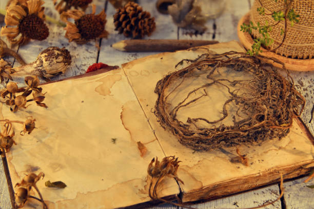 istock Old roots, antique diary book and seeds on planks 1077892286
