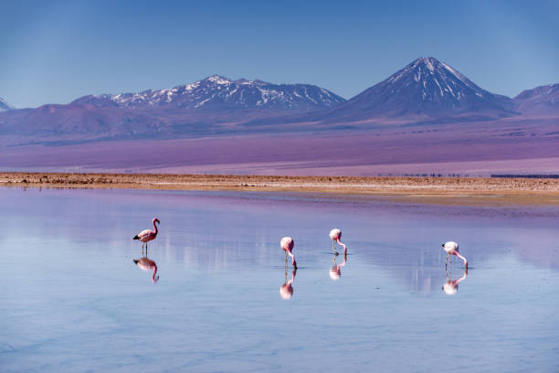 istock Wild Flamingos 1077896008