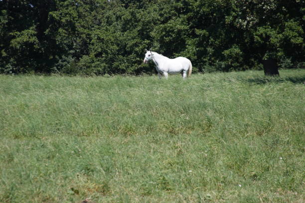 istock Horses in Lipica Slovenia 1077896396