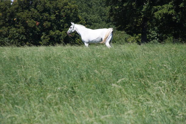 Asil Arabian horses (Asil means - this arabian horses are of pure egyptian descent) - mare in gallop