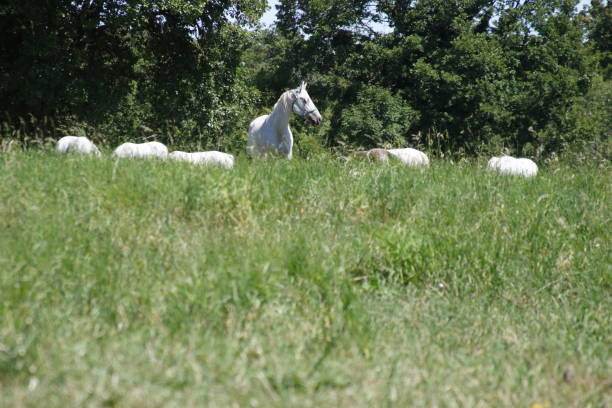 istock horses in nature Lipica Slovenia 1077897868