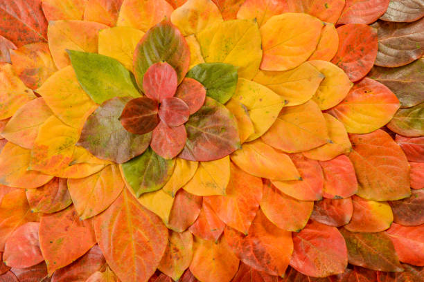 istock Autumn leaves. Foliage. Leaves. 1077901372