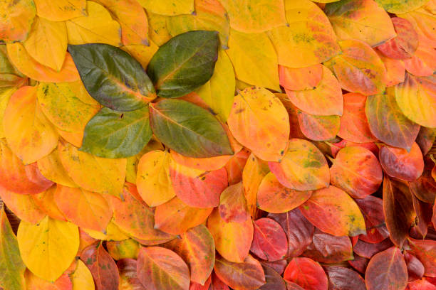 istock Autumn leaves. Foliage. Leaves. 1077903824