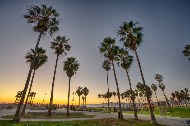 istock Palm trees on the beach in Venice Beach, California 1077904114