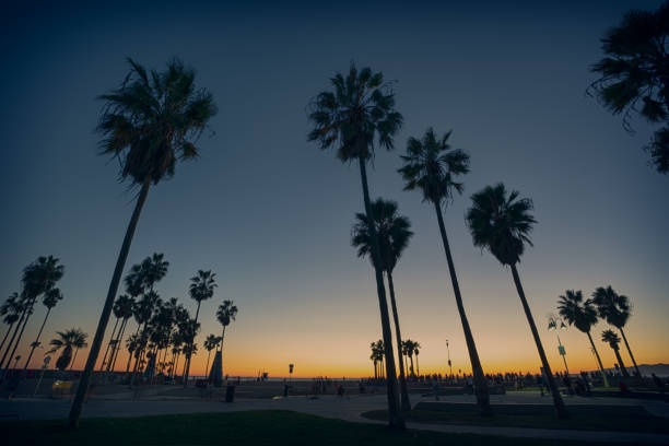 istock Palms on the beach in a sunset light at Venice Beach, California 1077905268