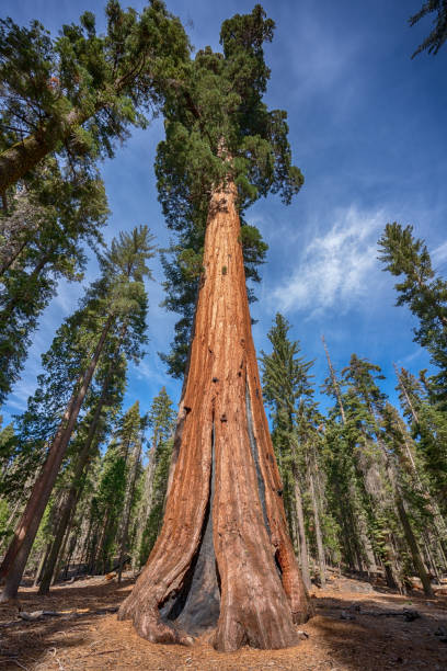 istock Sequoia tree near Yosemite National Park in California 1077905596
