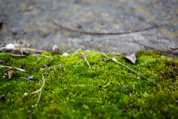istock Thick green fur on which small leaves 1077907518