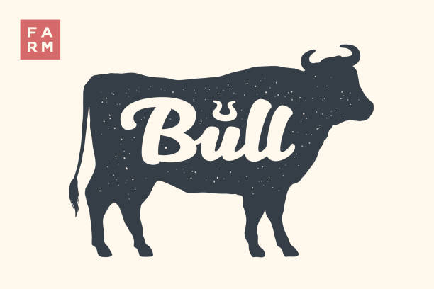 Farm animals set. Isolated bull silhouette and word Bull Farm animals set. Isolated bull silhouette and words Bull, Farm. Creative graphic design with lettering bull for butcher shop, farmer market. Poster for animals theme. Vector Illustration aberdeen angus cattle stock illustrations