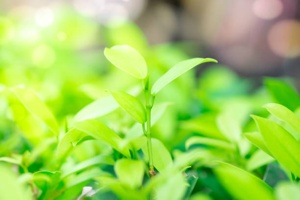 istock Blur and soft beautiful green leaves background 1077910456