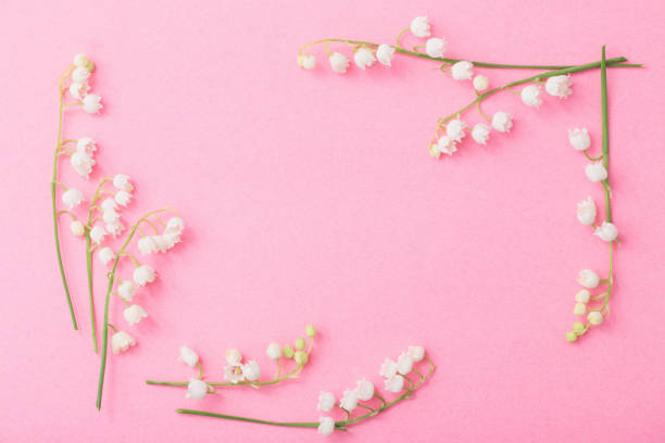 istock lilies of the valley on  paper background 1077911492