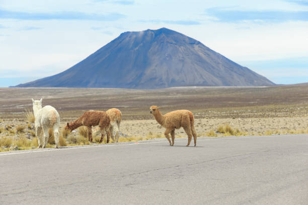 istock lamas in Andes,Mountains, Peru 1077912886