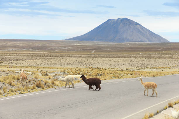 istock lamas in Andes,Mountains, Peru 1077912974