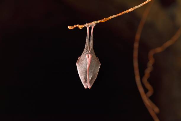 istock Close up small sleeping horseshoe bat covered by wings 1077913970