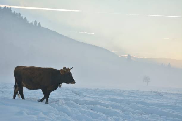 A lone cow standing in a snowy field. Taken in Red Deer, Alberta