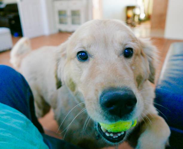 istock Dogs at Home 1077918798