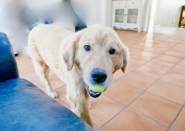 istock Dogs at Home 1077918824