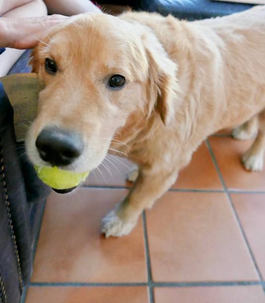 istock Dogs at Home 1077918868