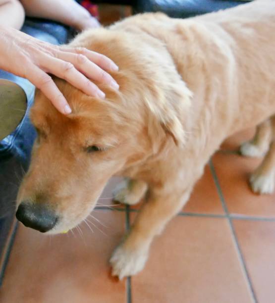 istock Dogs at Home 1077918870