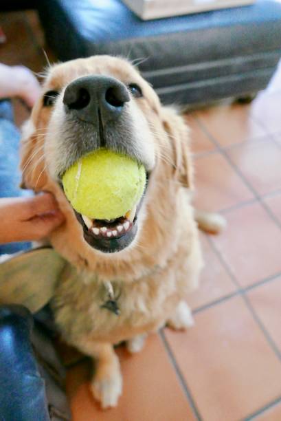 istock Dogs at Home 1077918912
