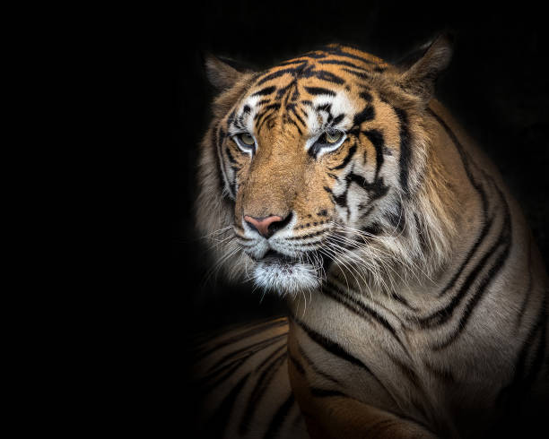 istock Sumatran tiger male on a black background. 1077921300