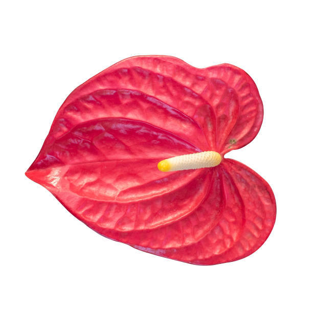 istock Pigtail Anthurium isolated on white background with clipping path 1077921440