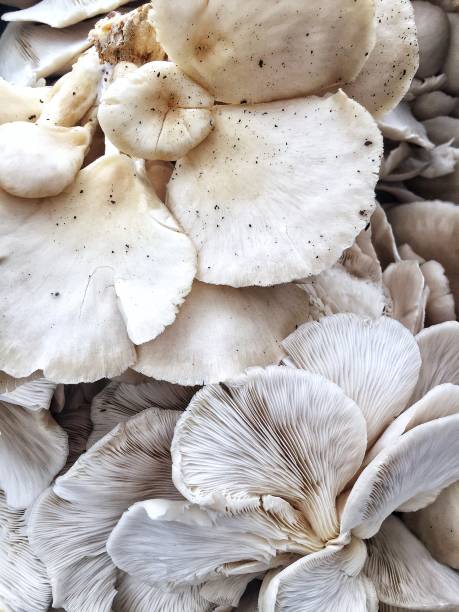 istock Mushrooms background food 1077935370
