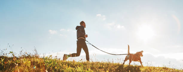 canicross exercícios. homem é executado com o seu cão beagle na manhã ensolarada. conceito de estilo de vida saudável. - pets grass scenics dog - fotografias e filmes do acervo