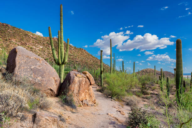 istock Saguaro National Park, Tucson, Arizona 1077943536