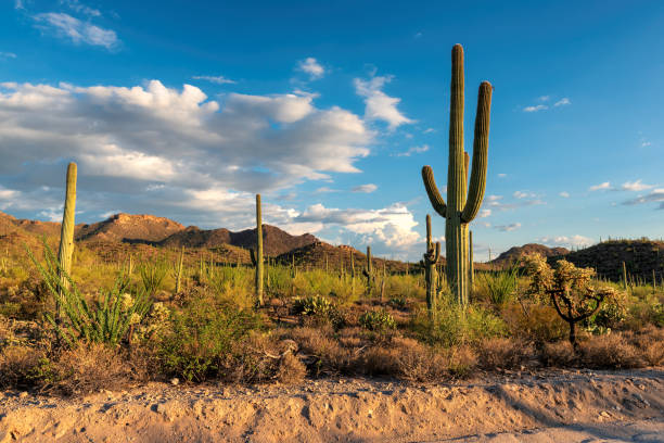 istock Saguaro cacti in Sonoran Desert 1077944584