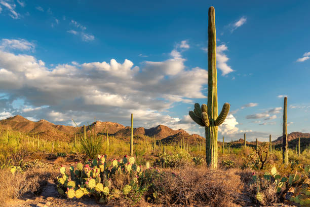 istock Saguaro cacti in Sonoran Desert 1077944588