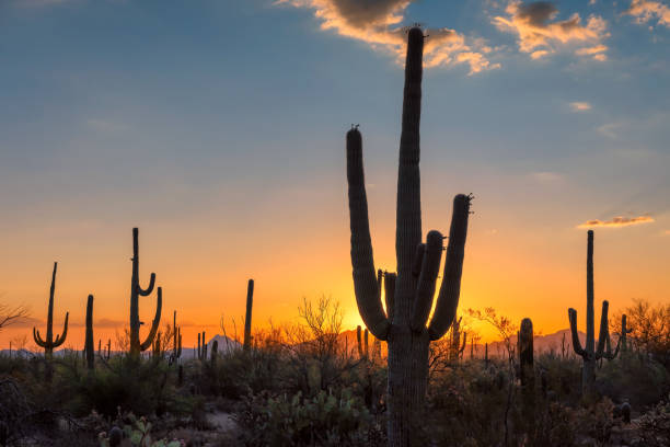 istock Sunset in the Desert with Saguaro cactus 1077944648