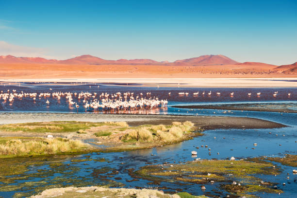 pink flamingos an der laguna colorada, plateau altiplano, bolivien - laguna colorada stock-fotos und bilder