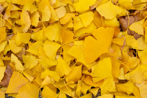 blätter des ginkgo-blatt auf dem boden gelb gefärbt - autumn japanese maple maple tree selective focus stock-fotos und bilder
