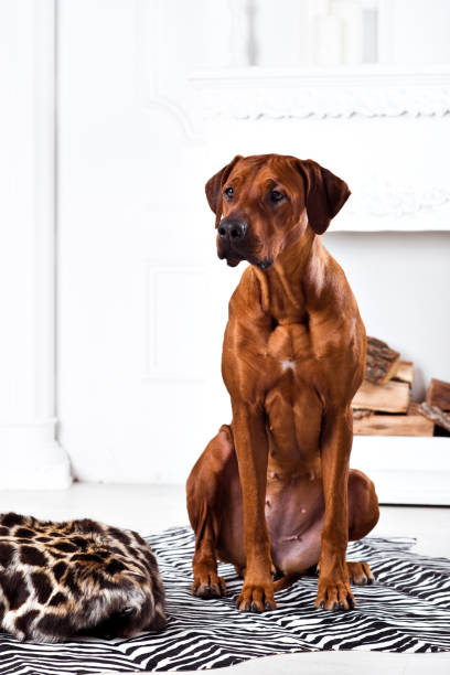 istock Rhodesian Ridgeback dog sitting on zebra carpet in white interior 1077952140