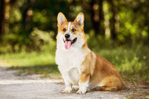 istock Cute Welsh Corgi sitting in grass 1077952170