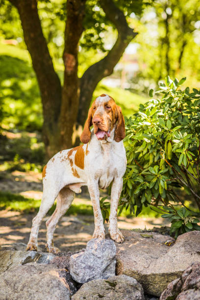 istock Beautiful Bracco Italiano pointer male standing on rock 1077953626