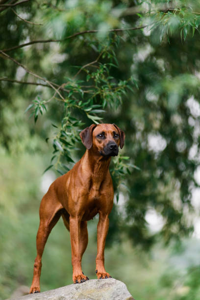 istock Attentive Rhodesian Ridgeback standing on rock at beautiful landscape 1077954654