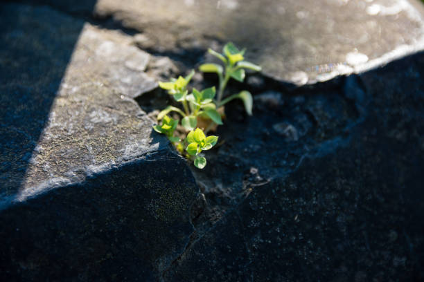 Small Plant Growing In A Crack In The Concrete Sidewalk