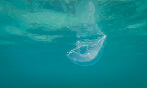 istock Jellyfish in Jamaica 1077960486