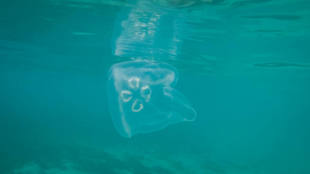 istock Jellyfish in Jamaica 1077960666