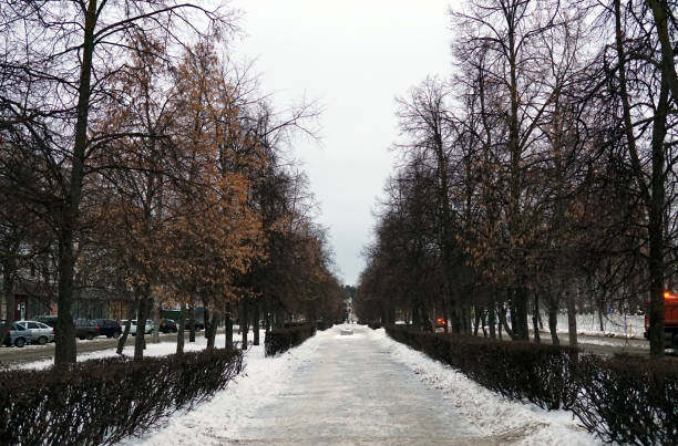 istock Winter landscape in the alley 1077960694