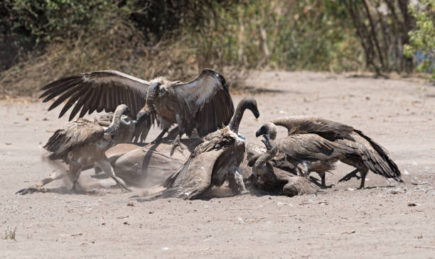 sępy białoscione jedzą tuszę martwego wielkiego kudu, park narodowy chobe, botswana - herbivorous close up rear end animal head zdjęcia i obrazy z banku zdjęć